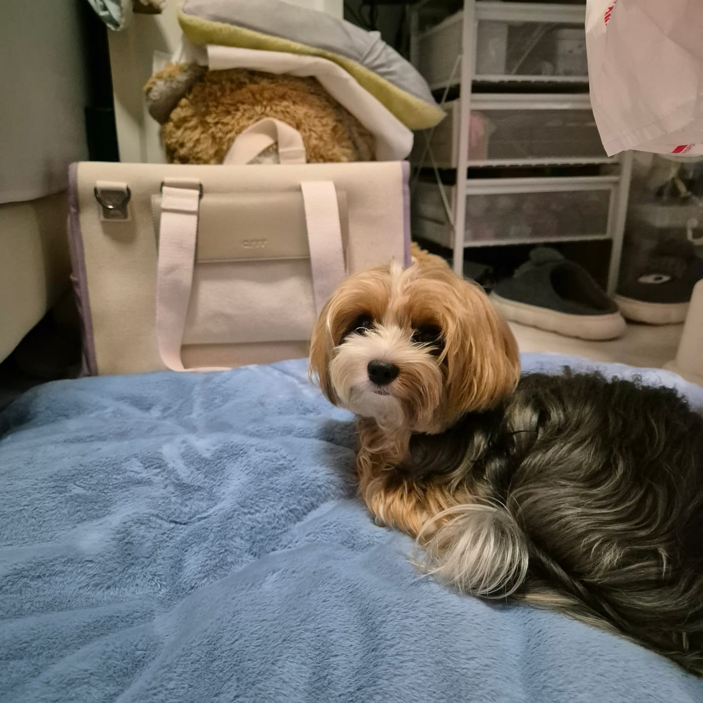Customer photo review of Sleeping Blanket