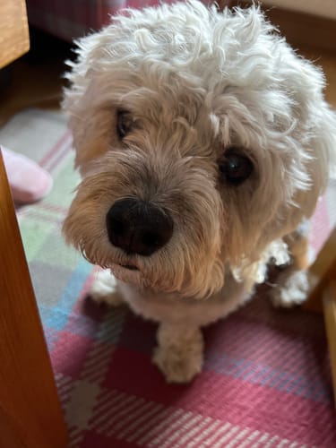 Customer photo review of Baby Fresh Dog Shampoo