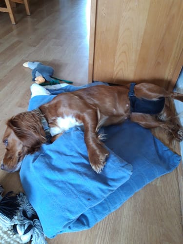 Customer photo review of Female Dog Protective Hygiene Pants & Pads