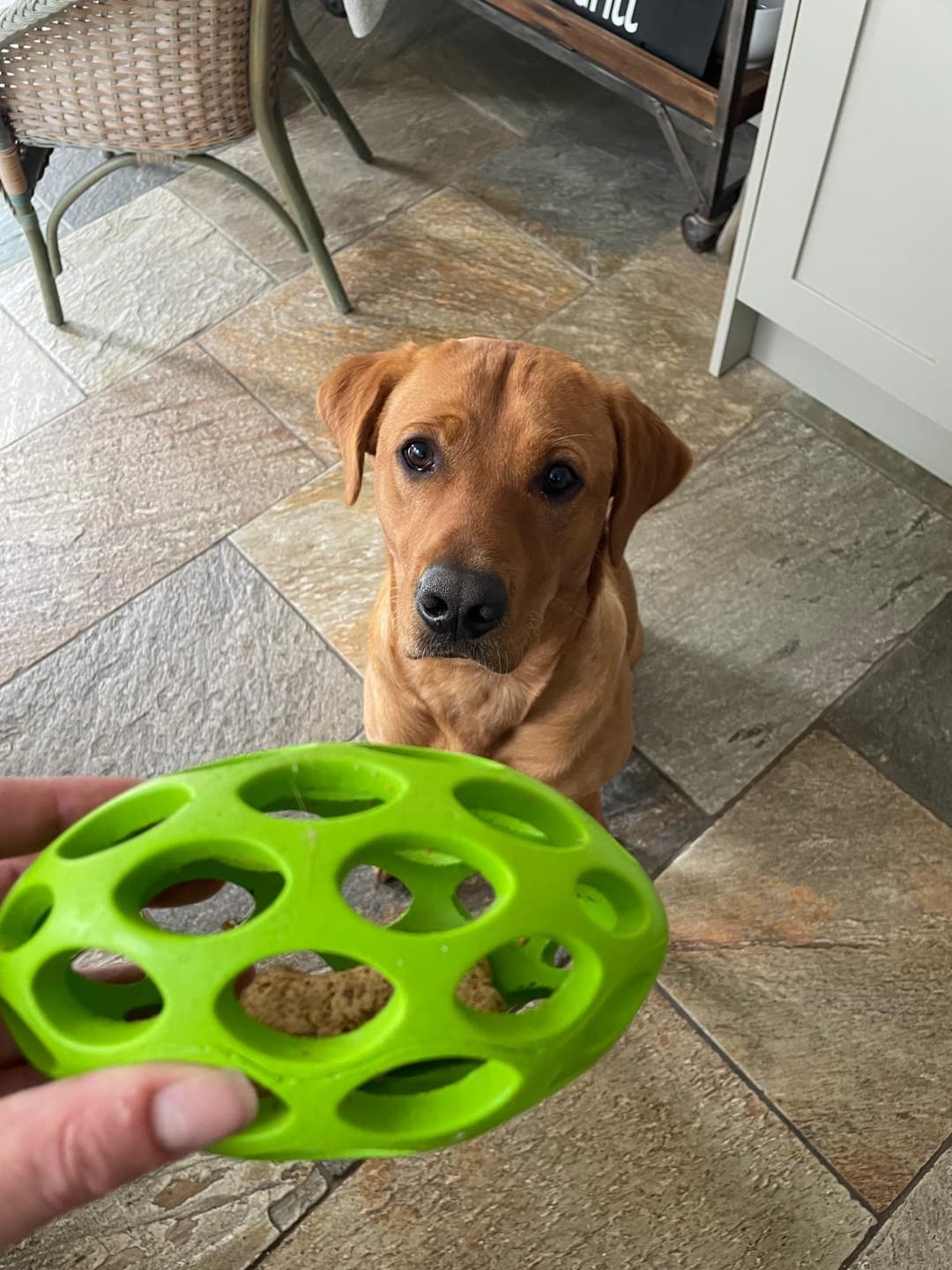 Customer photo review of Pooch's Handmade Dog Treats