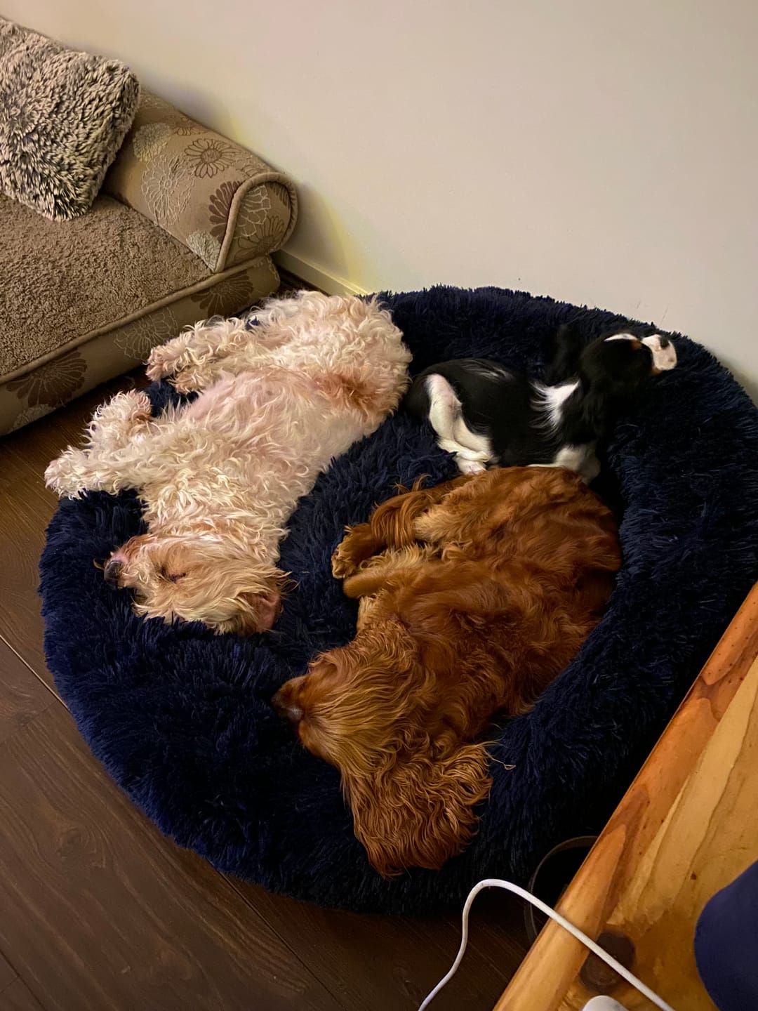 Customer photo review of Cover For PaWz Calming Pet Bed