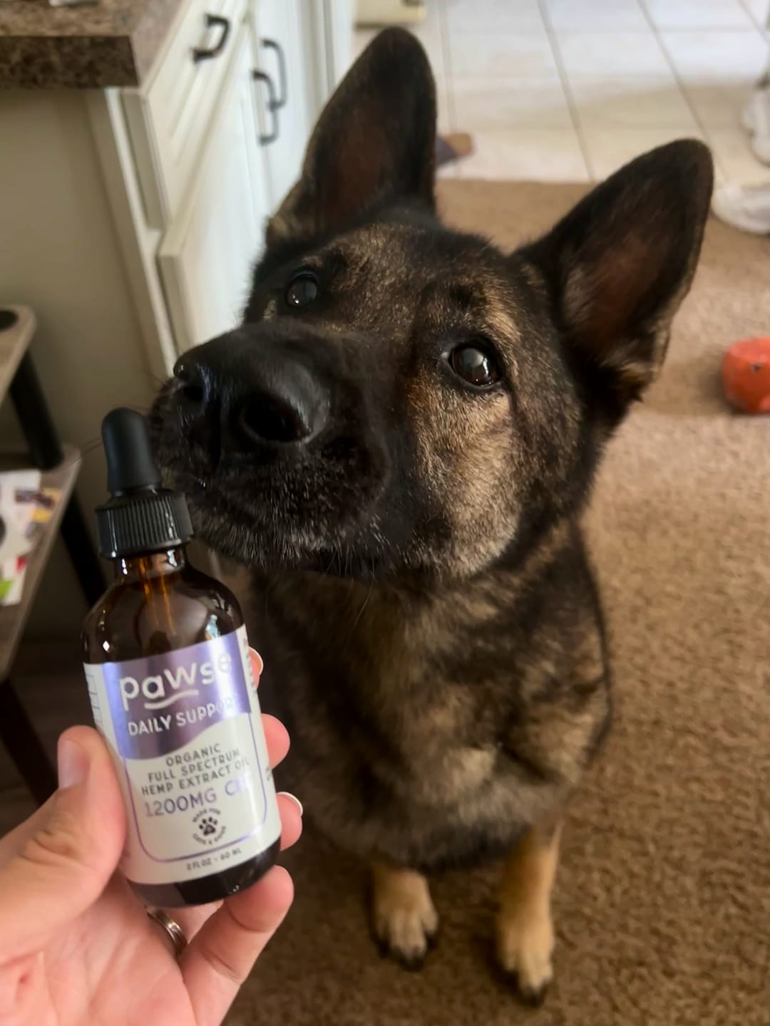 Customer photo review of Daily Support CBD Oil for Pets Over 20lbs