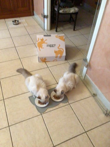 Avis photo d'un client sur Pâtée Chat Stérilisé Sans Céréales - Poulet