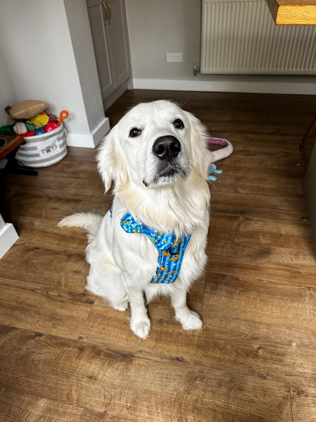 Customer photo review of Disney© Tough Trails™ Harness - Simba