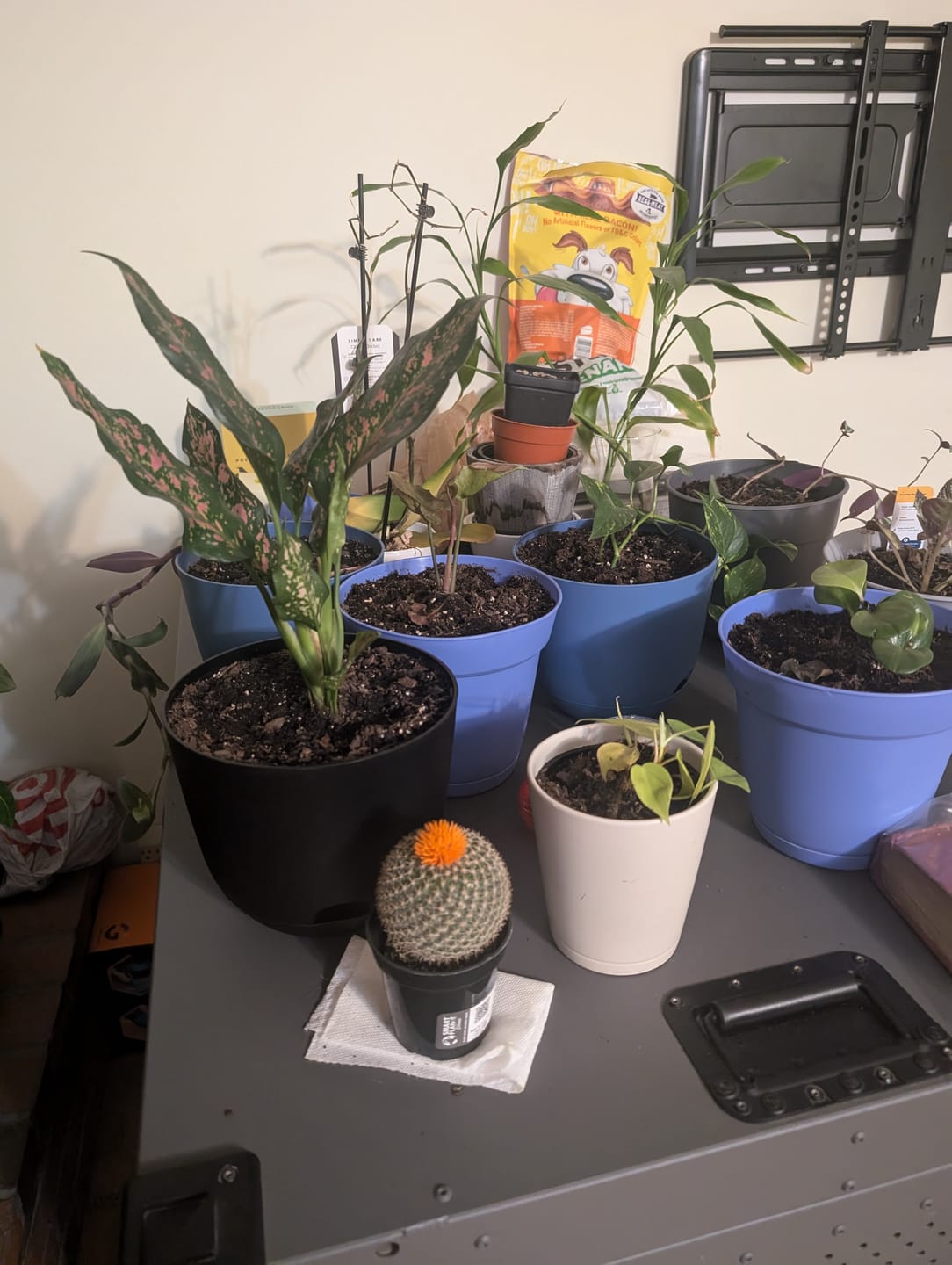 Customer photo review of Houseplant Top 40 Guide + Playlist