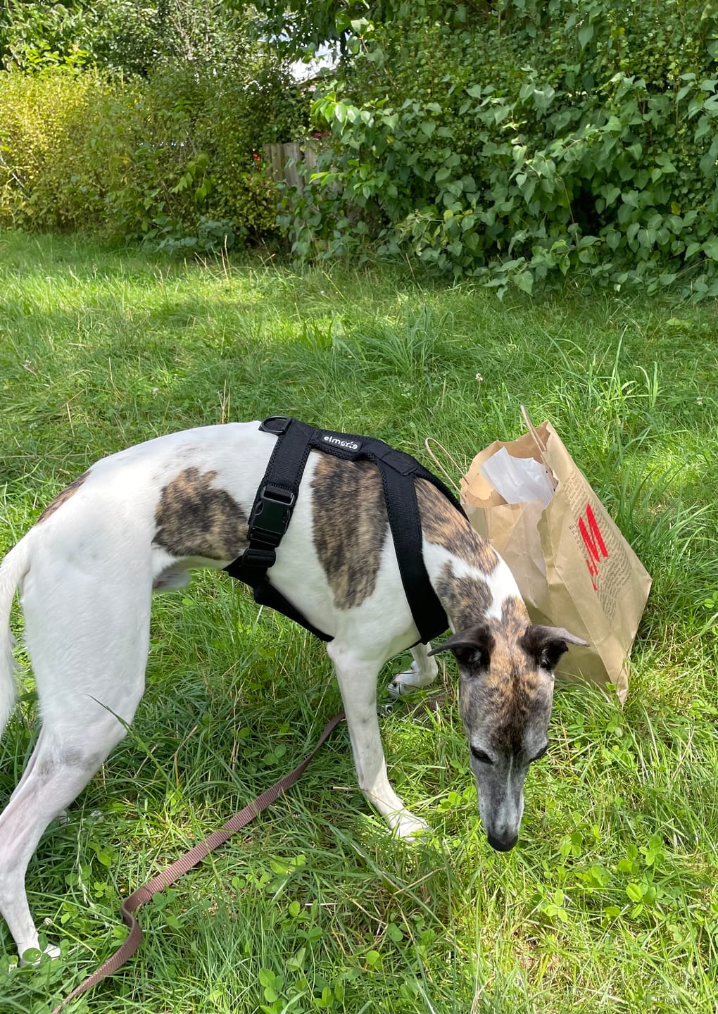Customer photo review of Hundegeschirr FUN "Volcano Black"