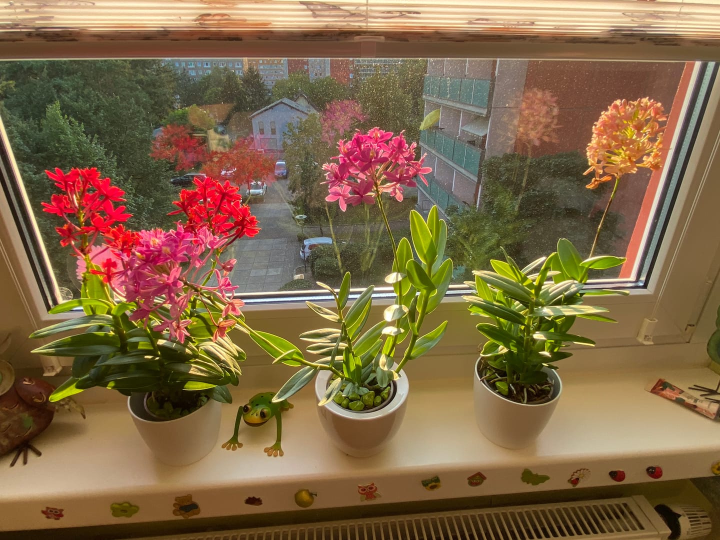 Customer photo review of Epidendrum Nordic Fire Dauerblüher im 3er Set