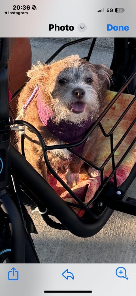 Customer photo review of Pet Cushion for C1S Pet Travel Electric Scooter (Set of 2)
