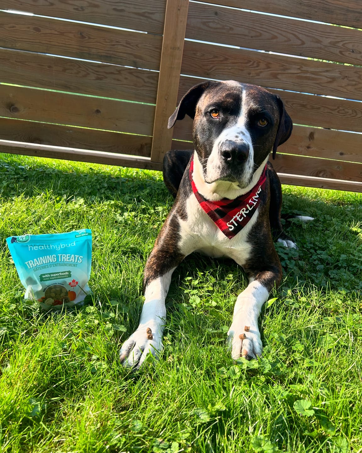Customer photo review of Beef Mini Training Treats