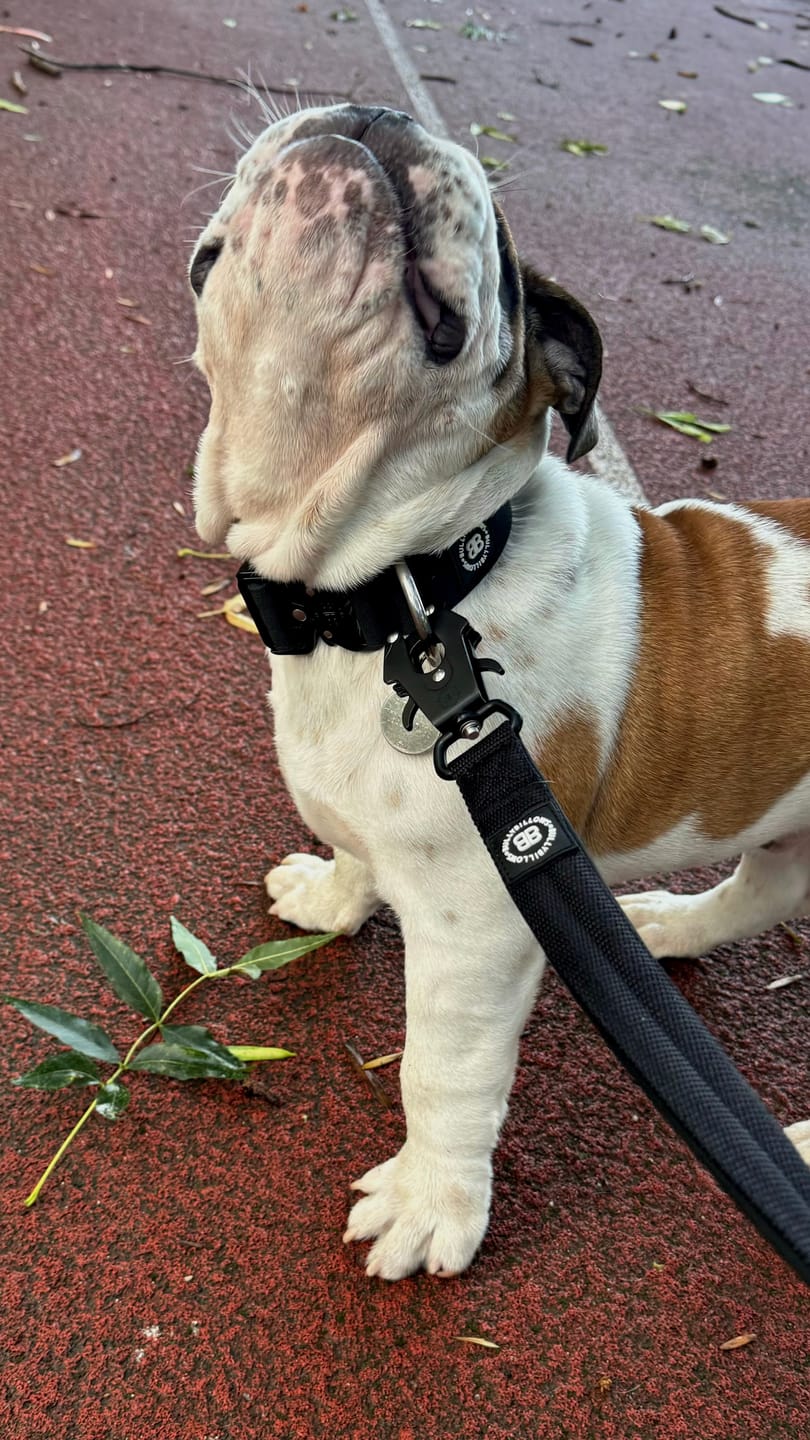 Customer photo review of 4cm Combat® Collar | Rated Clip - NO HANDLE - Black v2.0