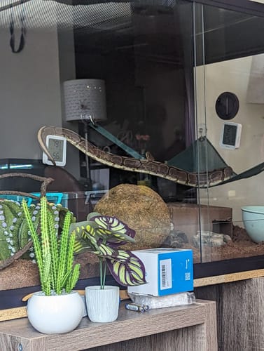Customer photo review of 120 Gallon Reptile Enclosures 4x2x2-Royal Purple