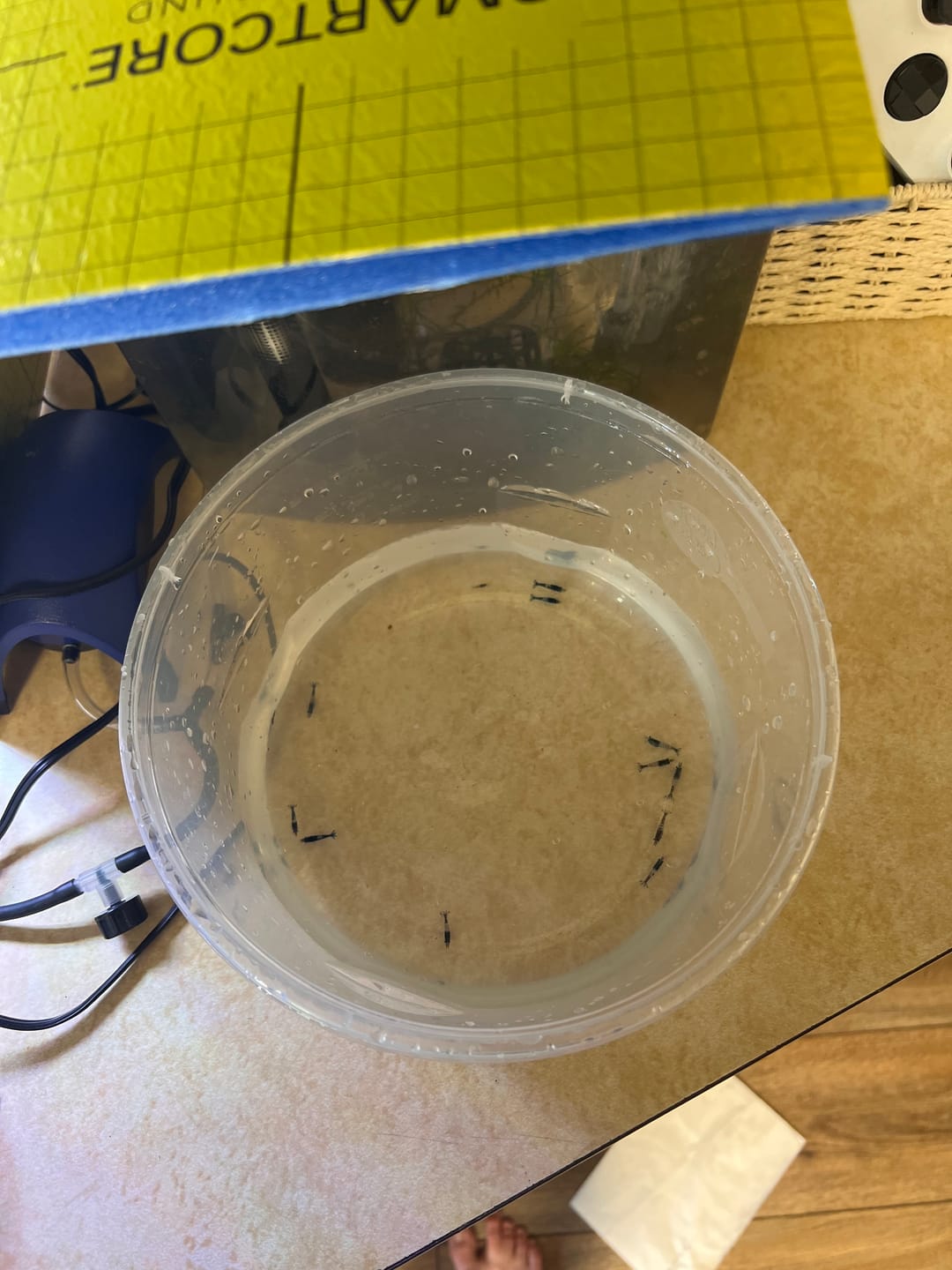 Customer photo review of Carbon Rili Shrimp