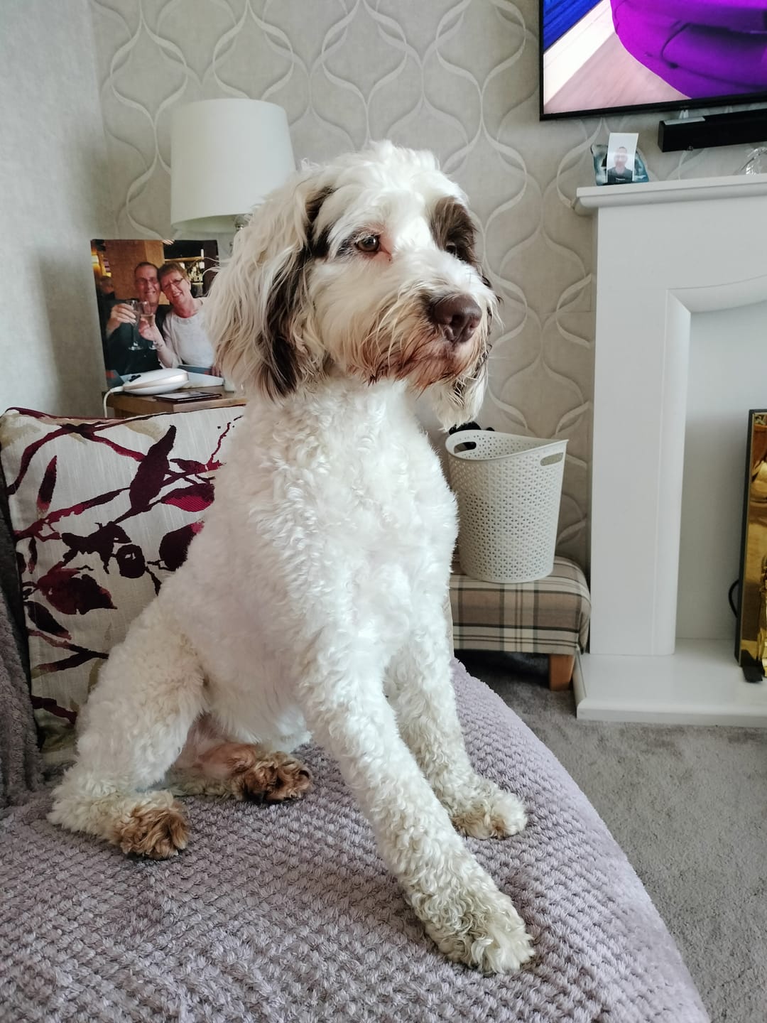 Customer photo review of Total Dental Care Supplement For Dogs