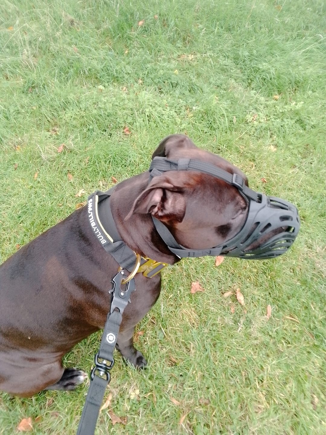 Customer photo review of 5cm LIGHTER Combat® Collar | With Handle Rated Clip - Black, Yellow & Gold