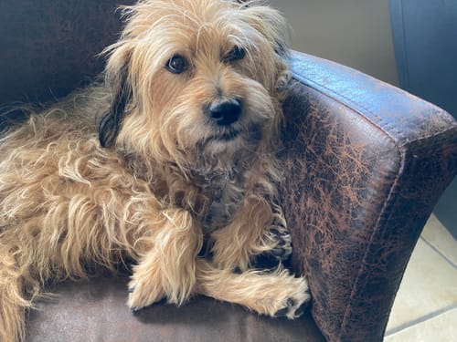 Customer photo review of PetGrind© V.3 - Premium Krallen-Pflegegerät