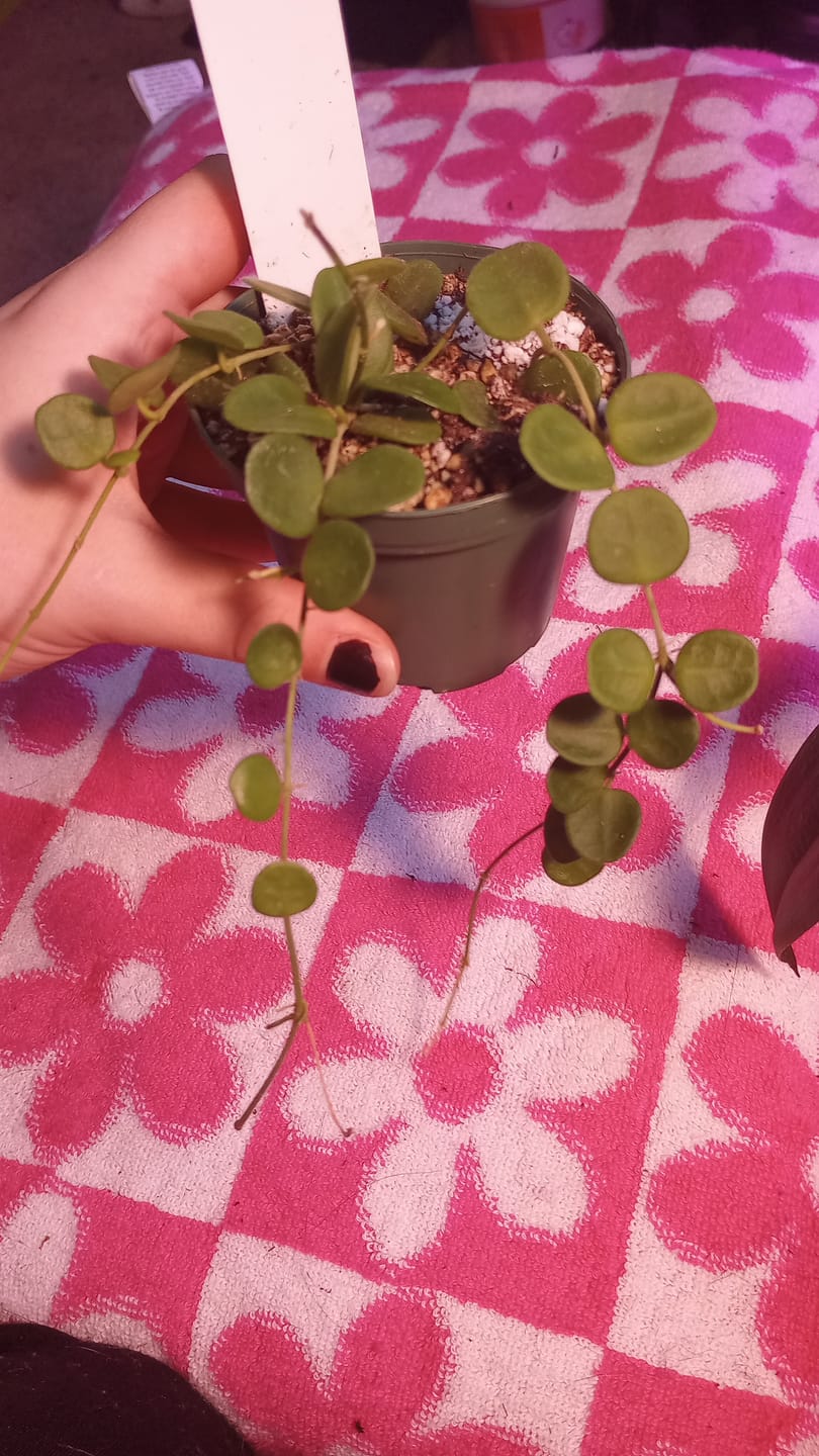 Customer photo review of Hoya serpens
