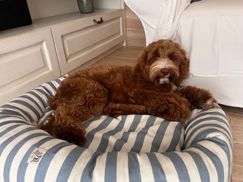 Customer photo review of Divanetto Cotone Righe Larghe Azzurro