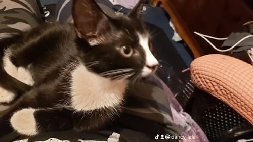 Customer photo review of Naturreines Katzenstreu