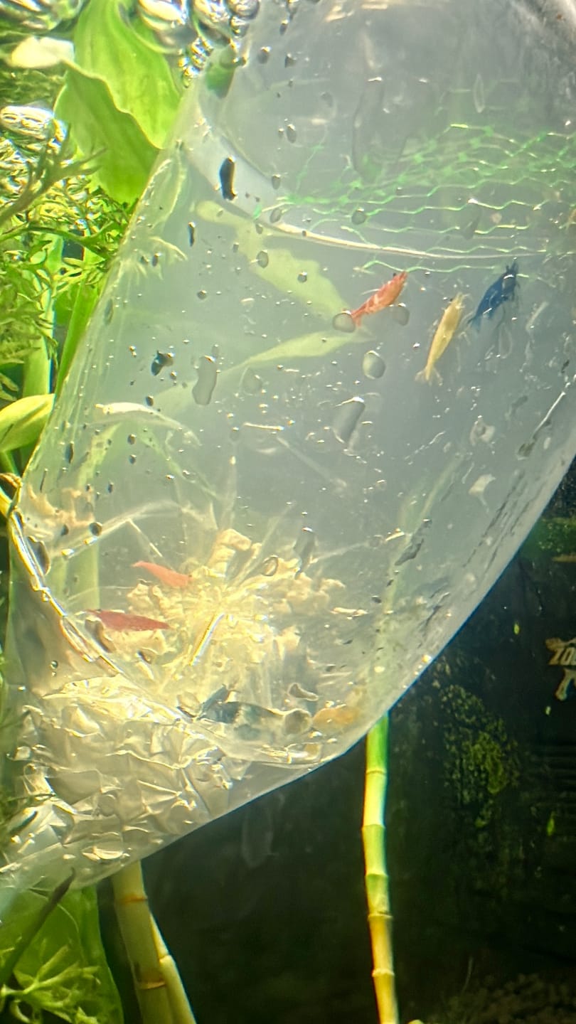 Customer photo review of Carbon Rili Shrimp