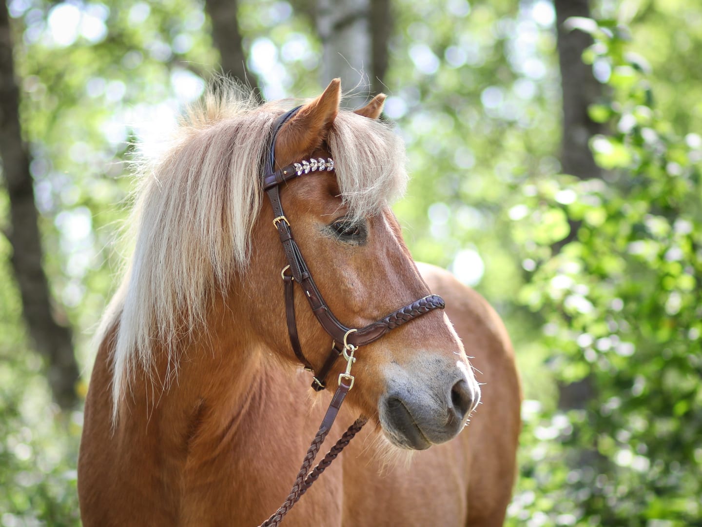 Customer photo review of Odessa bonita Multi Bridle - PADDED NOSEBAND