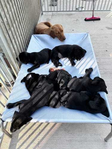 Customer photo review of HiK9 Bed with Heavy Duty Silver Mesh Cover