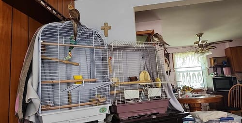 Customer photo review of Kings Cages ES 1814 OP Open Top Bird Cage 27X18X14