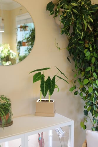 Customer photo review of Retro - Blüme Light LED Planter