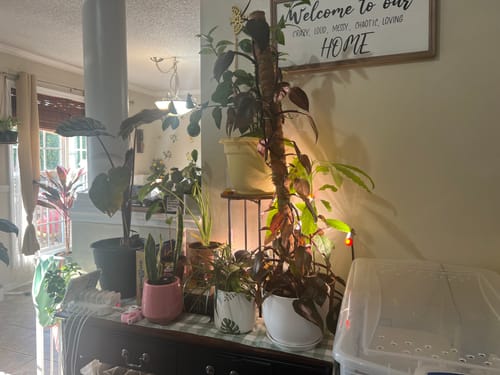 Customer photo review of Houseplant Pest Spray