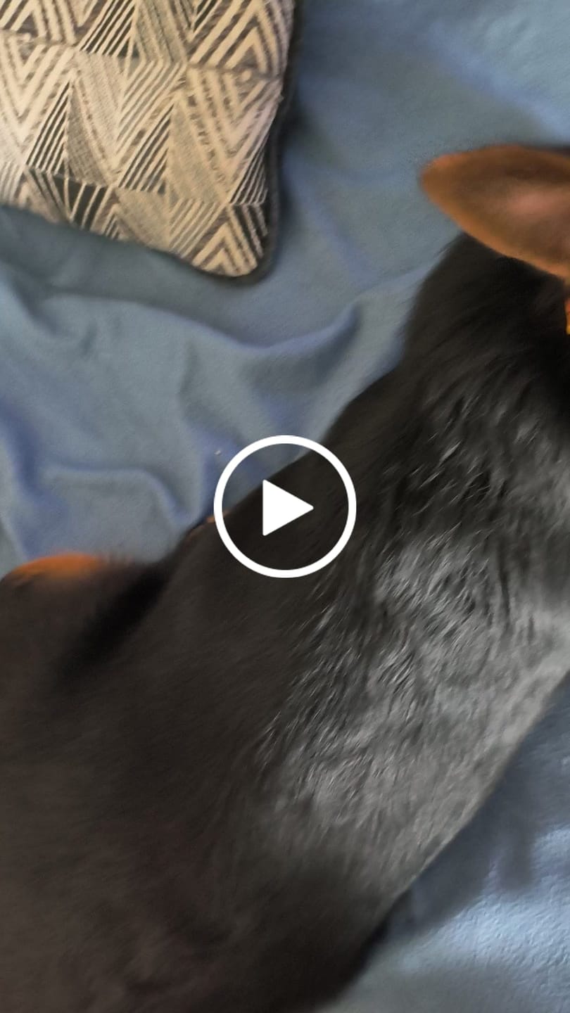 Customer video review of Hook & Loop Patch For Harness