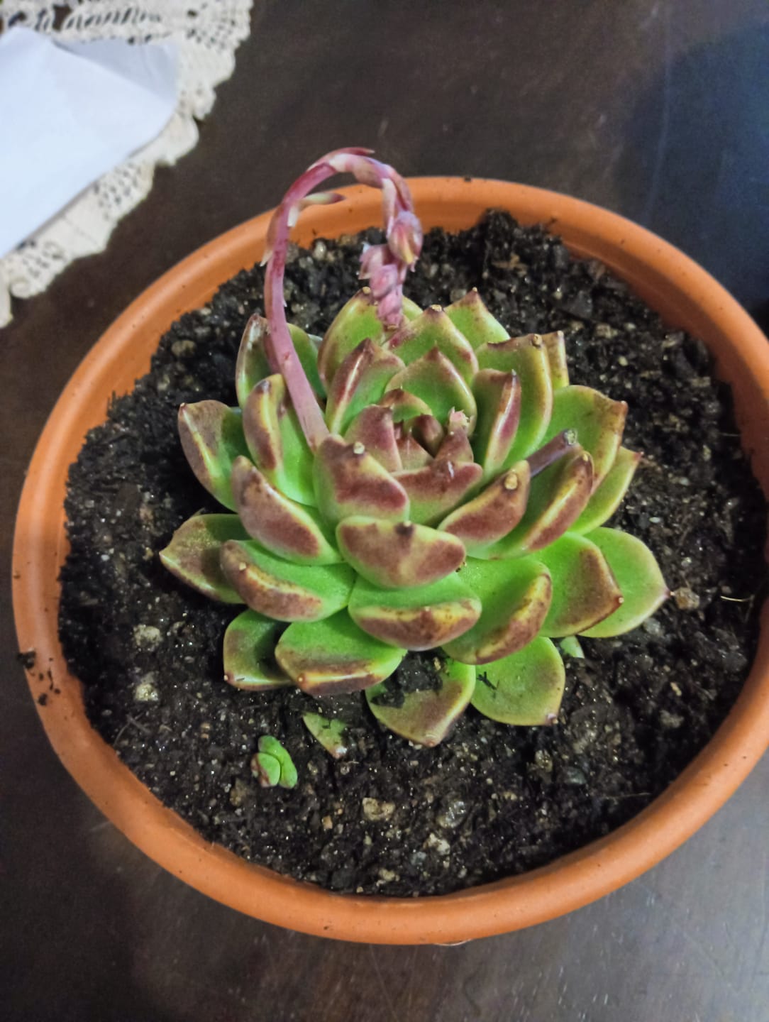 Customer photo review of Echeveria 'Black Rose'
