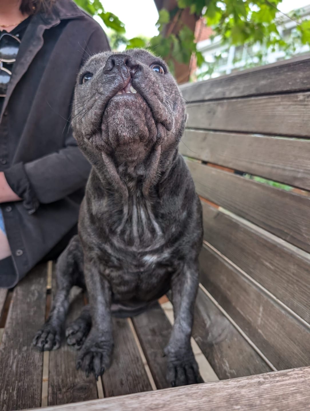Customer photo review of Dog Gel