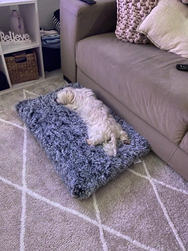 Customer photo review of PaWz Premium SuperMat Calming Bed