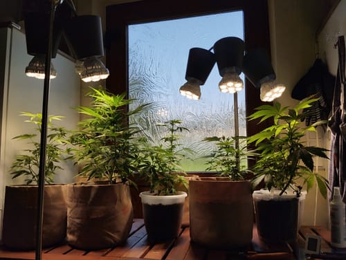 Customer photo review of Pflanzenlampe Sansi LED