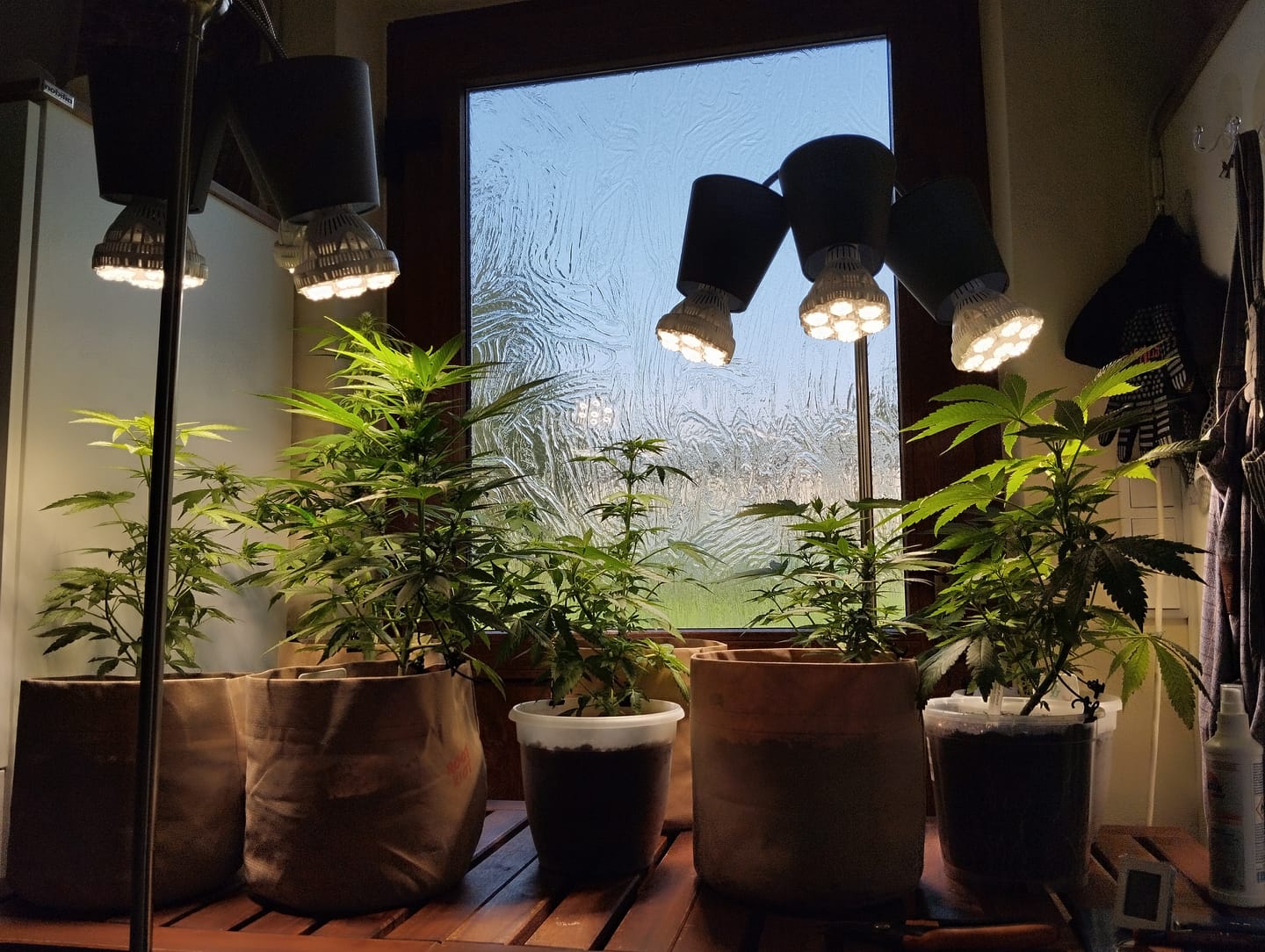 Customer photo review of Pflanzenlampe Sansi LED