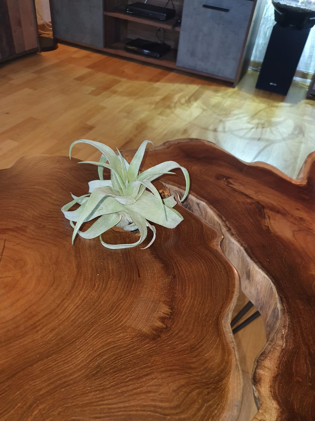 Customer photo review of Tillandsia streptophylla
