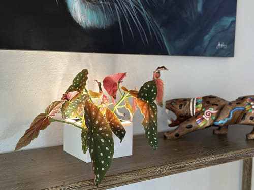 Customer photo review of Square Table Blüme Light Planter