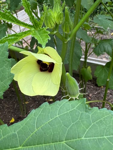 Customer photo review of Okra (Clemson Spineless)