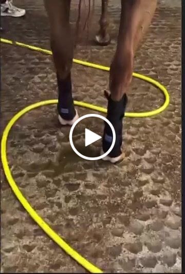 Customer video review of Luxury Horse Cooling Rug