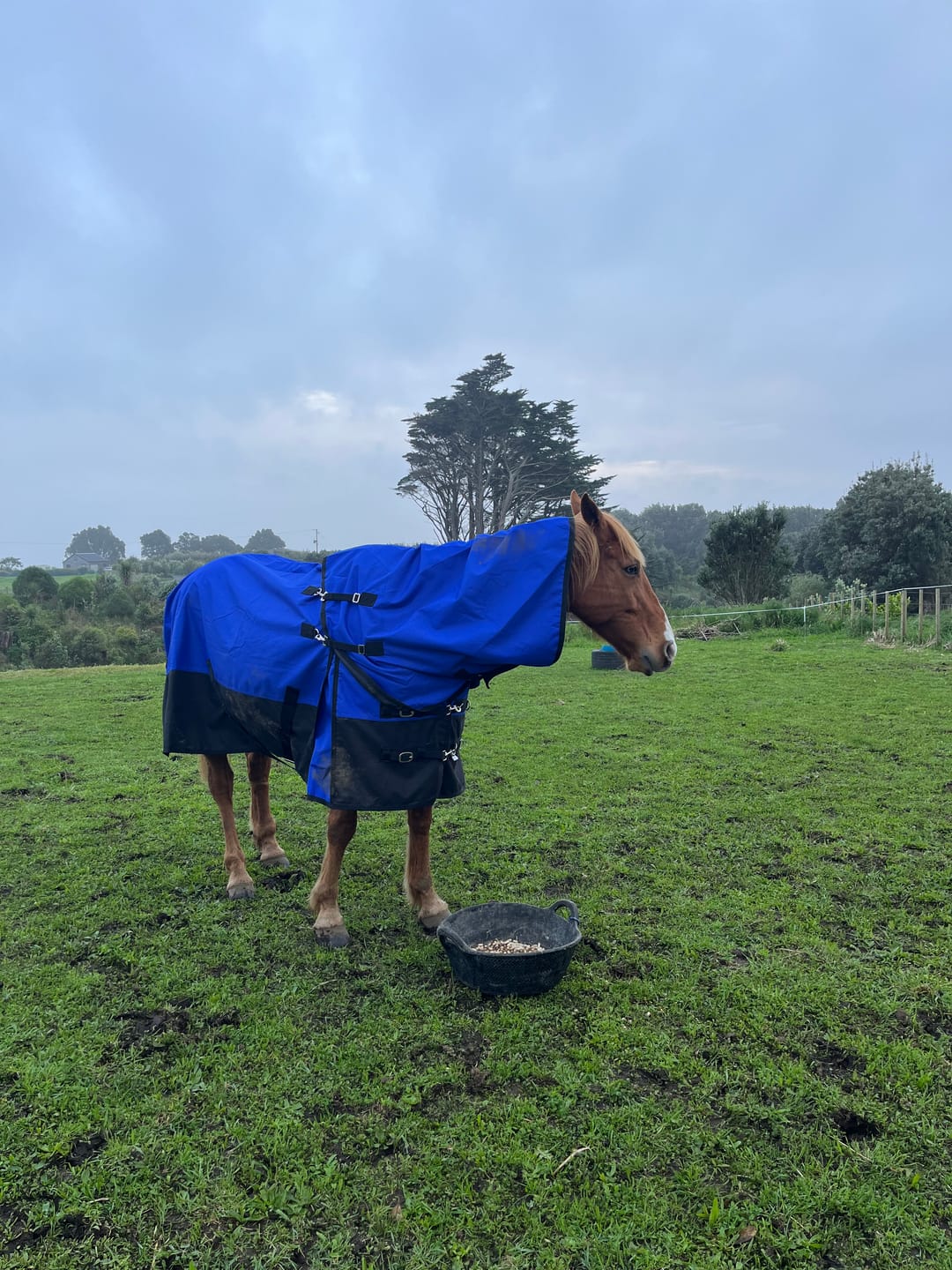 Customer photo review of Duke 1200d Detacha-neck