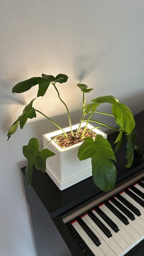 Customer photo review of Retro - Blüme Light LED Planter