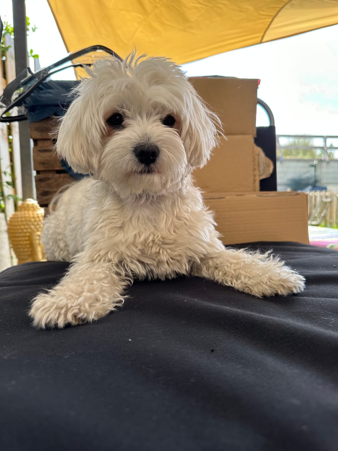 Customer photo review of Allergietest Plus Hund