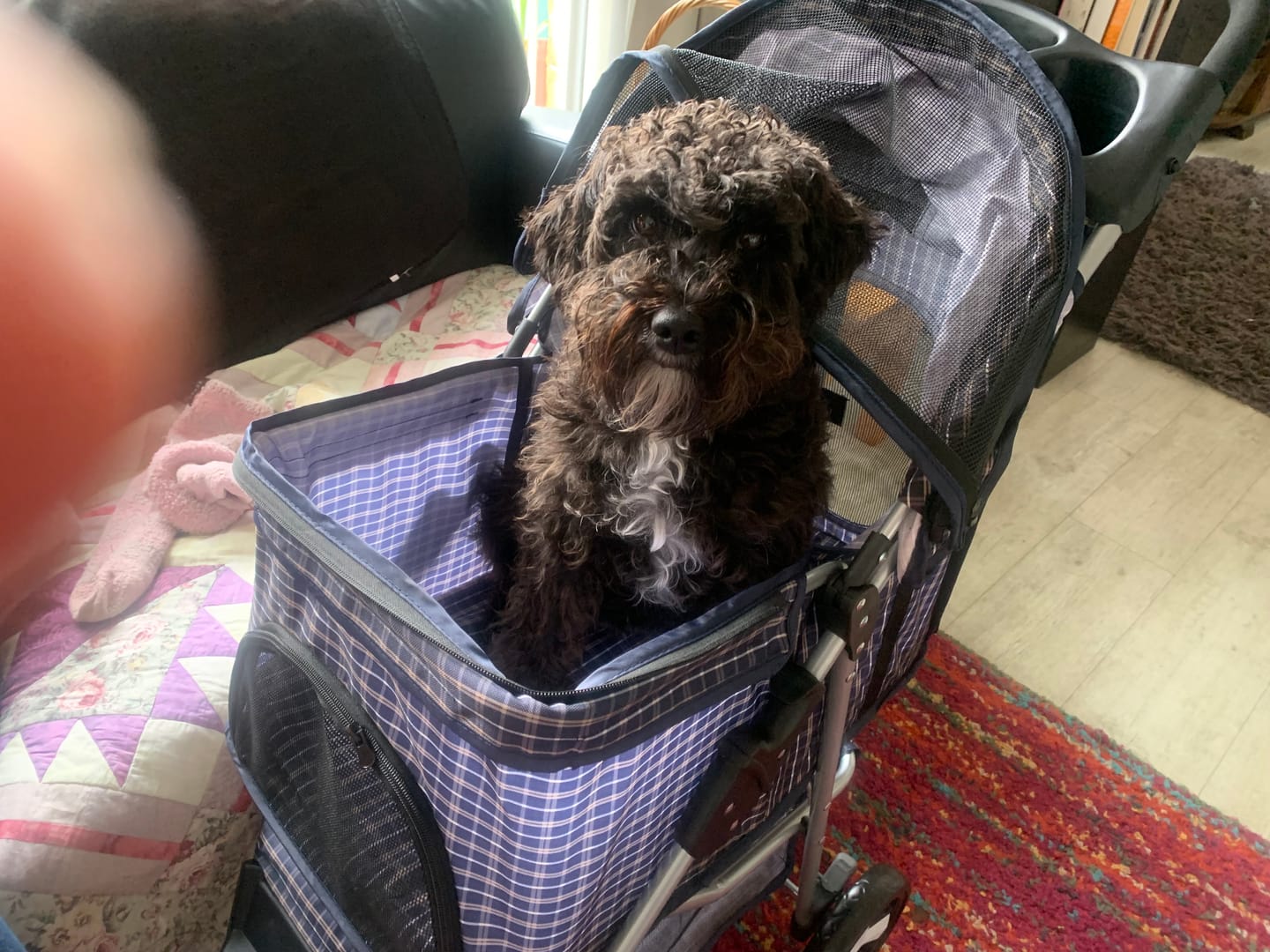 Customer photo review of PaWz Large Dog Stroller - 3 Wheels
