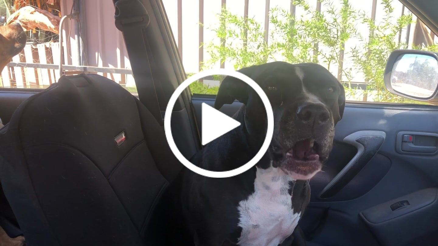 Customer video review of Sharkskin Neoprene Universal Front Seat Covers