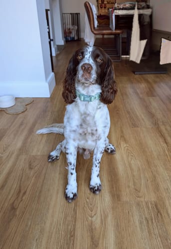 Customer photo review of Waterproof Collar - Green