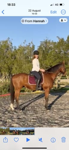 Customer photo review of Lami-Cell Elegance Dressage Saddlecloth
