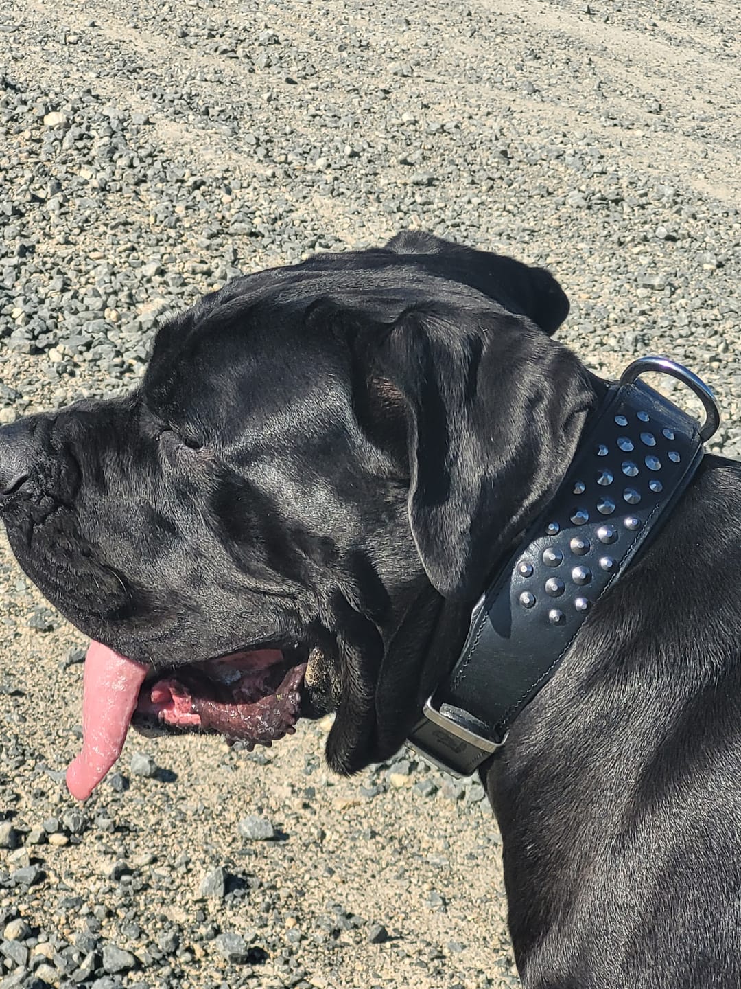 Customer photo review of Hand Made Leather Dog Collar - Ruthless Black & Black (Wide Fit)