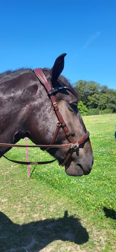 Customer photo review of Odessa bonita Multi Bridle - PADDED NOSEBAND