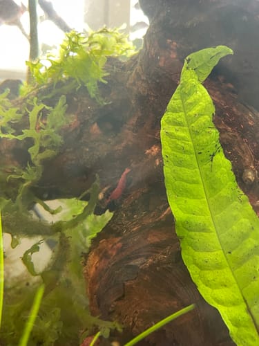 Customer photo review of Fire Red Cherry Shrimp