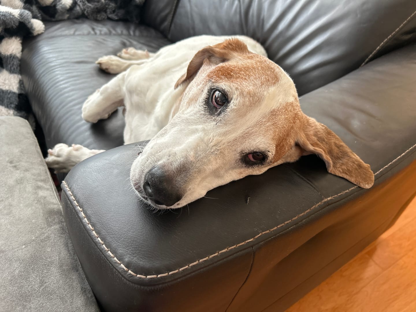 Customer photo review of Wild Alaskan Salmon Oil for Dogs | Omega 3, 6 & 9 | Petsmont Omega Love+