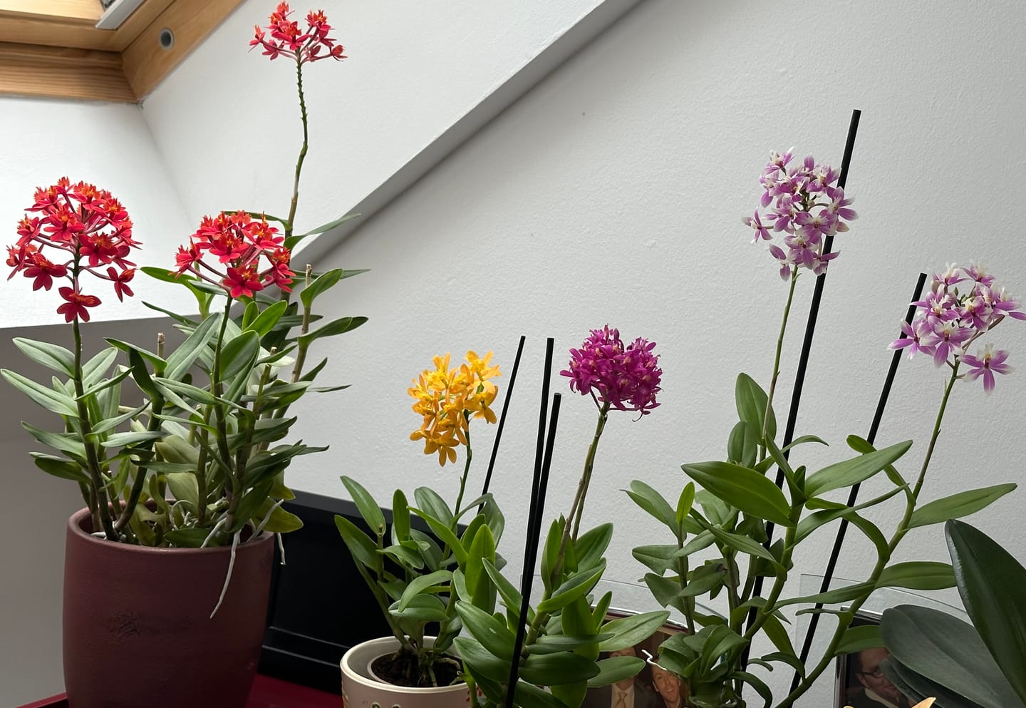 Customer photo review of Epidendrum Nordic Fire Dauerblüher im 3er Set